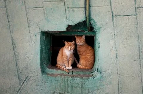 Two red cats sit in a window Stock Photos