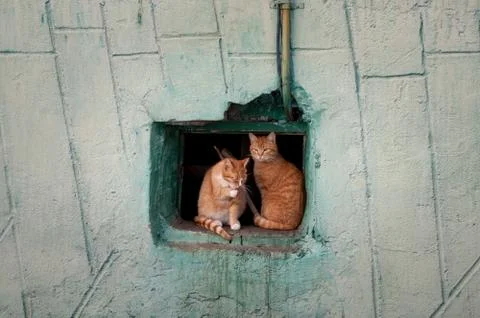 Two red cats sit in a window Stock Photos
