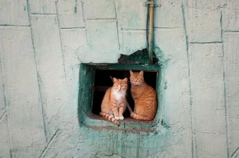 Two red cats sit in a window Stock Photos