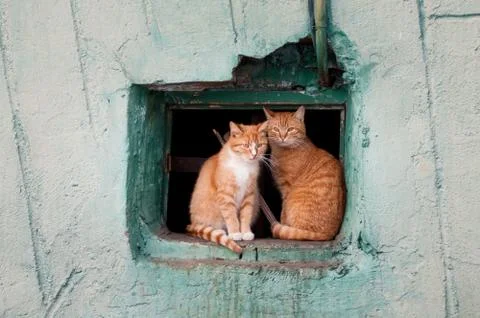Two red cats sit in a window Stock Photos