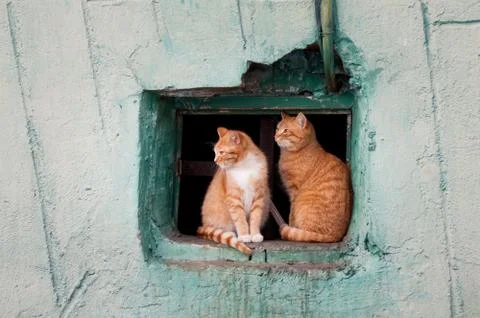 Two red cats sit in a window Stock Photos