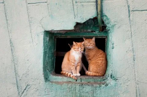 Two red cats sit in a window Stock Photos