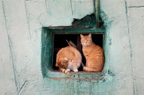 Two red cats sit in a window Stock Photos