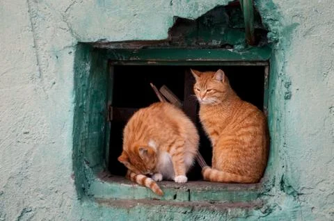 Two red cats sit in a window Stock Photos