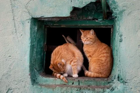 Two red cats sit in a window Stock Photos