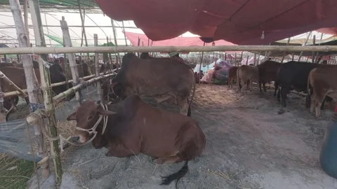 Two Red Cattle for Sale with Owner Feeding and Buyer Negotiation at Eid Market Stock Footage 335368246
