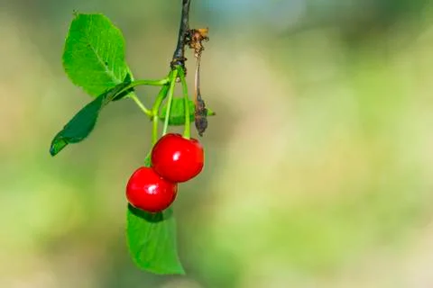 Two  red cherries Stock-Fotos