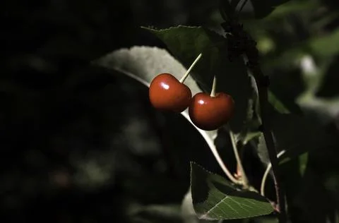 Two red cherries on a tree, dark black background Stock Photos