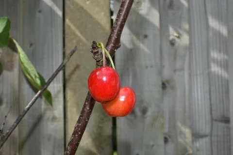 Two Red Cherries On A Tree Stock Photos
