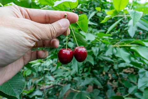 Two red Cherry holding by human hand Stock Photos