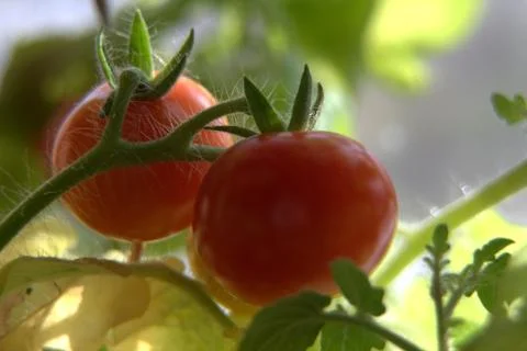 Two red cherry tomatoes close-up, macro Stock Photos