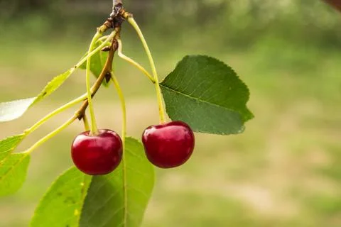 Two red cherry on a tree in the garden Stock Photos