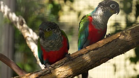 Two red chested parrots Stock Footage 272732557
