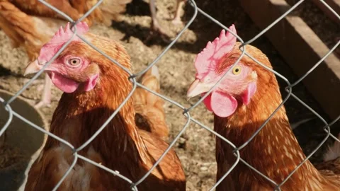 Two red chickens looking at camera behind the corral close-up. Organic farm Stock Footage 306952936