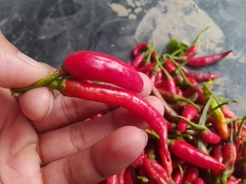 Two red chilies in hand to make food tasty Stock Photos