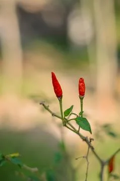 Two red chilies 写真素材