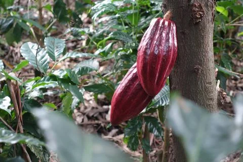 Two red cocoa beans on the tree Stock Photos