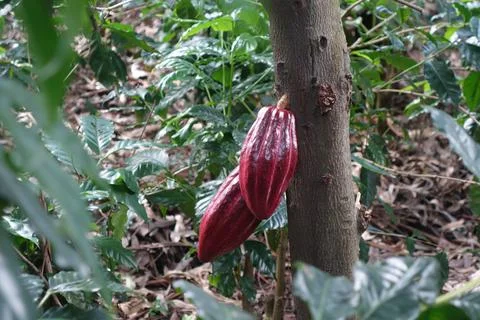 Two red cocoa beans on the tree Foto stock