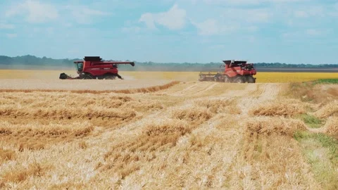 Two red combine harvesters are driving in the field collecting wheat. Stock Footage 239235958