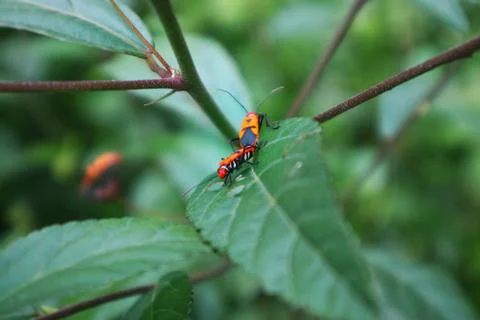 Two Red Cotton Bug (Dysdercus cingulatus Fabricius) on green leaves Stock Photos