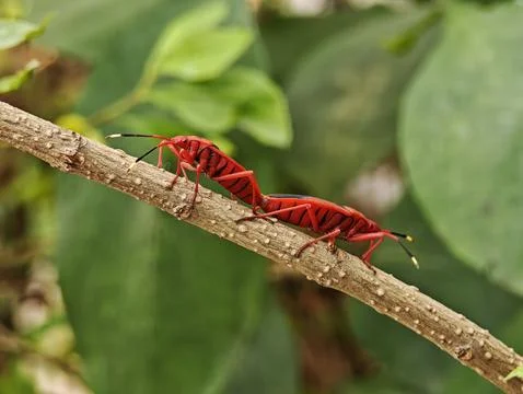 Two red cotton stainer bugs Dysdercus cingulatus mating tail to tail on a b.. Fotos de archivo