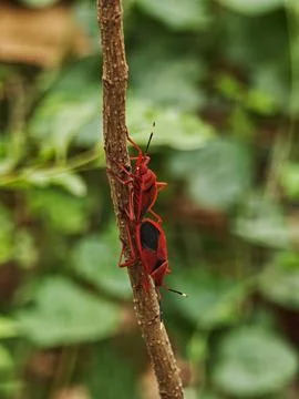 Two red cotton stainer bugs Dysdercus cingulatus mating tail to tail on a b.. Fotos de archivo