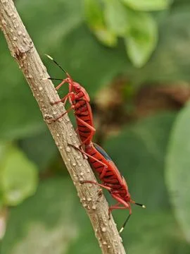 Two red cotton stainer bugs Dysdercus cingulatus mating tail to tail on a b.. Fotos de archivo
