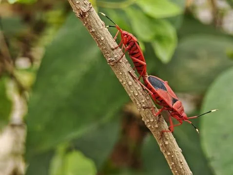 Two red cotton stainer bugs Dysdercus cingulatus mating tail to tail on a b.. Fotos de archivo