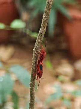 Two red cotton stainer bugs Dysdercus cingulatus mating tail to tail on a b.. Fotos de archivo