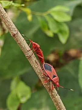 Two red cotton stainer bugs Dysdercus cingulatus mating tail to tail on a b.. Fotos de archivo