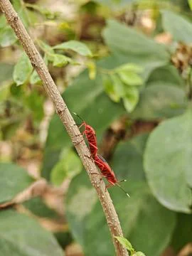 Two red cotton stainer bugs Dysdercus cingulatus mating tail to tail on a b.. Fotos de archivo
