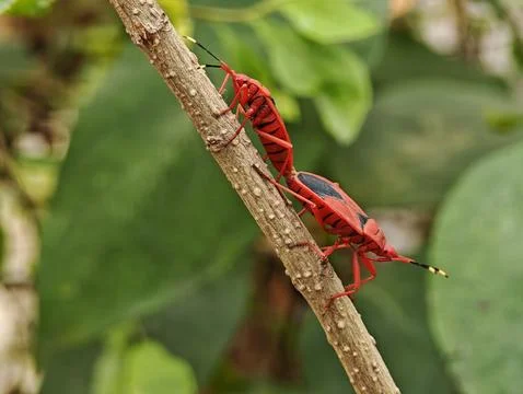 Two red cotton stainer bugs Dysdercus cingulatus mating tail to tail on a b.. Fotos de archivo
