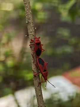 Two red cotton stainer bugs Dysdercus cingulatus mating tail to tail on a b.. Stock Photos