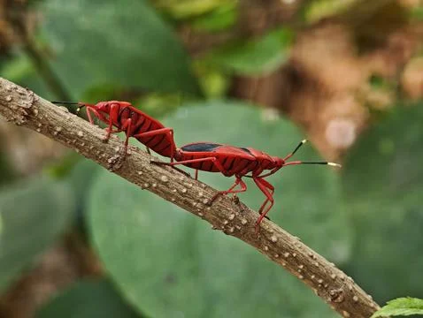 Two red cotton stainer bugs Dysdercus cingulatus mating tail to tail on a b.. Fotos de archivo