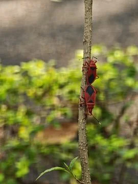 Two red cotton stainer bugs Dysdercus cingulatus mating tail to tail on a b.. Stock Photos