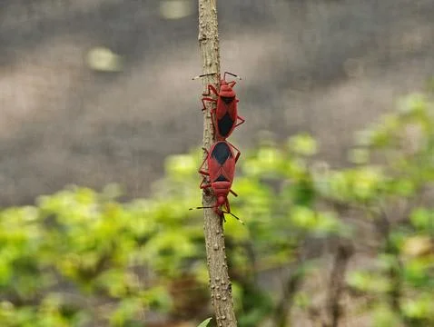 Two red cotton stainer bugs Dysdercus cingulatus mating tail to tail on a b.. Fotos de archivo