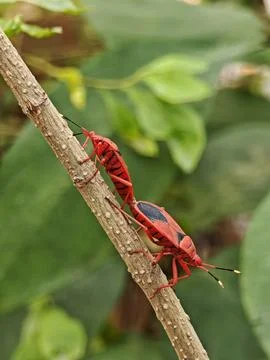 Two red cotton stainer bugs Dysdercus cingulatus mating tail to tail on a b.. Stock Photos