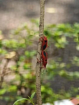 Two red cotton stainer bugs Dysdercus cingulatus mating tail to tail on a b.. Fotos de archivo