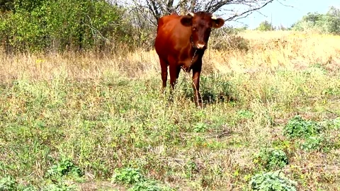Two red cows are tied in a pasture Video stock 140613654