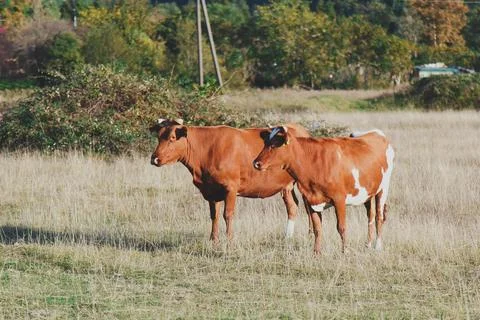 Two red cows in full growth grazing in a meadow on a sunny day. Rural lands.. Stock Photos