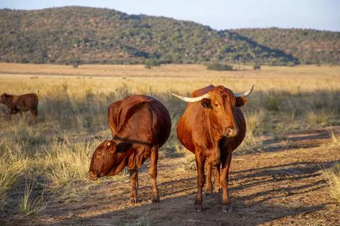 Two Red Cows Grazing in a field in South Africa Stock Photos