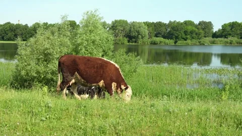 Two red cows slowly eating tall succulent sedge in an idyllic lake landscape Stock Footage 281195236