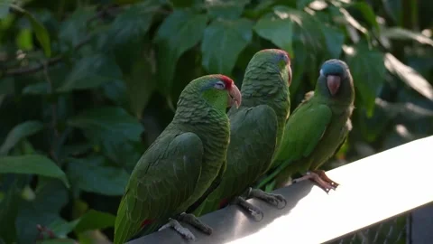 Two Red-crowned amazons (Amazona viridigenalis) and one Blue-crowned parakeet Видео 336810188