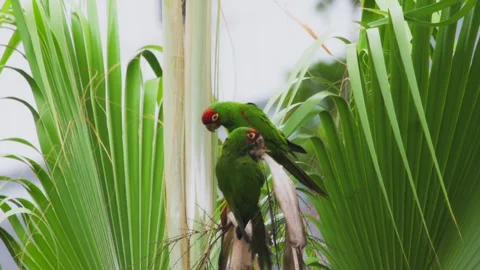 Two red-crowned green parrots preening on a lush palm in a tropical forest Stockbeeldmateriaal 310330166