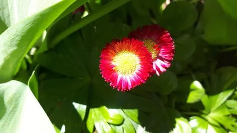 Two red daisy in the grass Stock Photos
