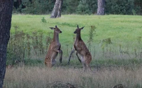 Two red deer calves Stock Photos