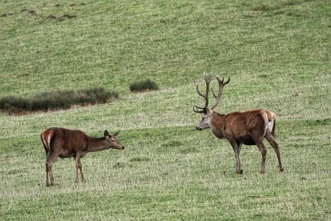 Two red deer - a doe and a stag face each other Stock Photos