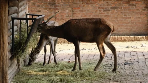 Two red deer feeding on hay inside a fenced zoo enclosure. The scene represents Stock Footage 341964177