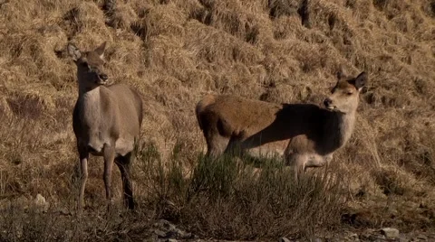 TWO RED DEER FEMALE Stock Footage 43476693