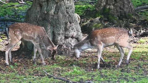 Two red deer grazing under a tree in a forested area. Stock Footage 339407761